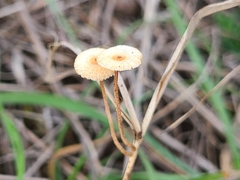 Crinipellis scabella