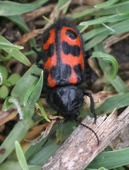 Astylus bonplandi
