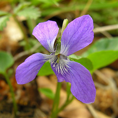 Viola riviniana