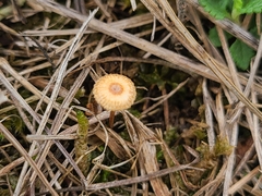 Crinipellis scabella