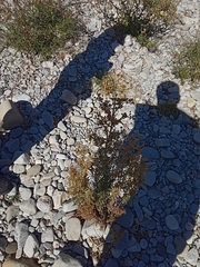 Erigeron bonariensis