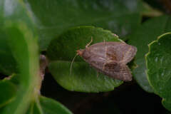 Clepsis dumicolana