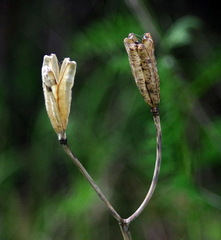 Lilium philadelphicum