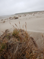 Festuca richardsonii