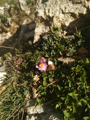 Linaria alpina