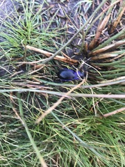 Carabus problematicus