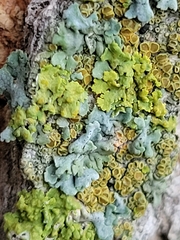 Xanthomendoza fallax