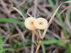 Crinipellis scabella