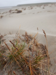 Festuca richardsonii