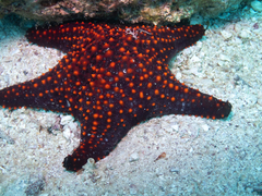 Pentaceraster cumingi