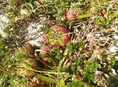 Sempervivum vicentei