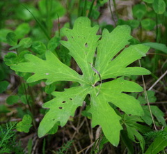 Petasites frigidus palmatus