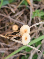 Crinipellis scabella