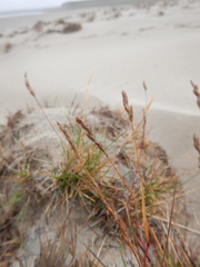 Festuca richardsonii