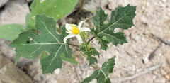 Solanum leucandrum