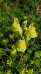 Linaria vulgaris