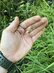 Chasmanthium sessiliflorum