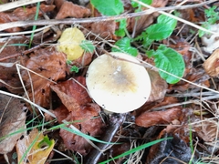 Amanita phalloides