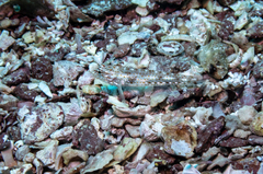 Coryphopterus urospilus