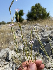 Dianthus ciliatus