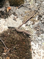 Podarcis guadarramae guadarramae