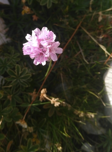 Armeria cantabrica