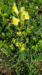 Linaria vulgaris