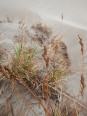Festuca richardsonii