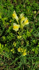 Linaria vulgaris