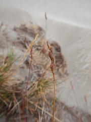 Festuca richardsonii