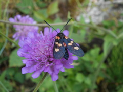 Zygaena lonicerae
