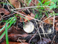 Amanita phalloides