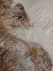 Festuca richardsonii