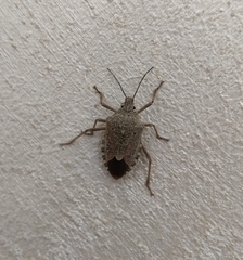 Apodiphus integriceps