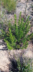 Cliffortia ruscifolia