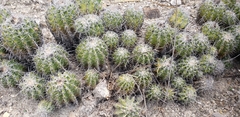 Ferocactus flavovirens