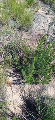 Cliffortia ruscifolia