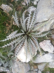 Carduus carlinoides