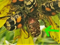 Euphoria leucographa