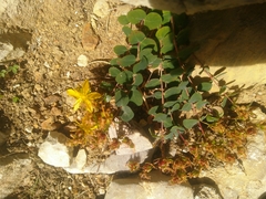 Hypericum nummularium