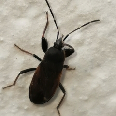 Rhyparochrominae