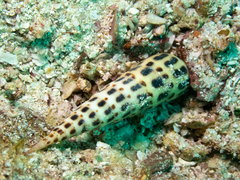 Terebra ornata