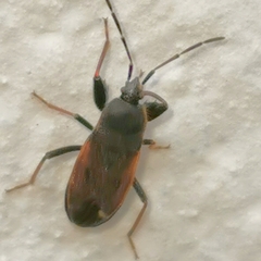 Rhyparochrominae