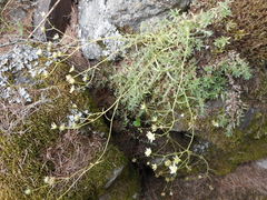 Saxifraga aspera