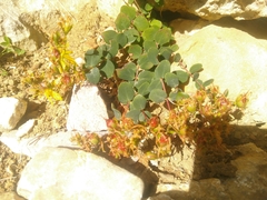 Hypericum nummularium