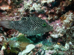 Canthigaster punctatissima