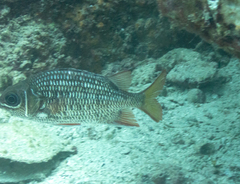 Neoniphon suborbitalis