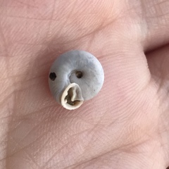 Daedalochila mooreana