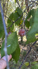 Prunus mexicana