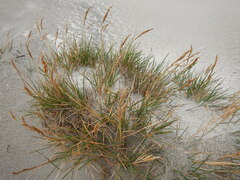 Deschampsia cespitosa cespitosa